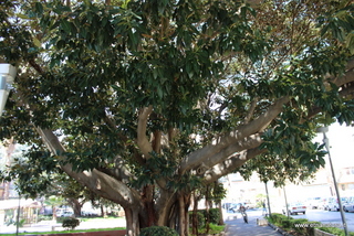 Ficus piazza Dante